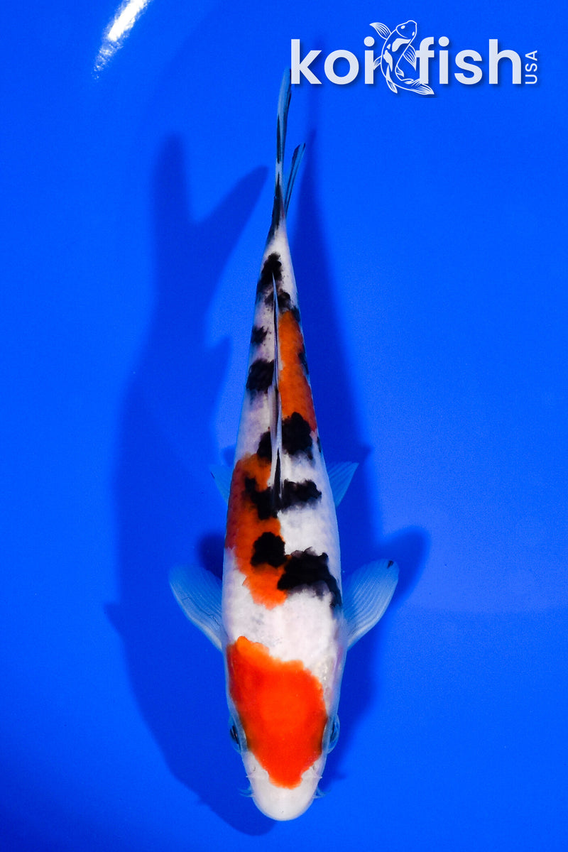 5.75" SANKE