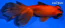 5" TELESCOPE FANTAIL GOLDFISH