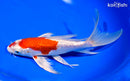 8.75" GINRIN HARIWAKE BUTTERFLY