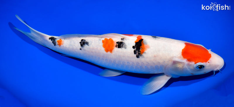 13.25" MARUTEN SANKE