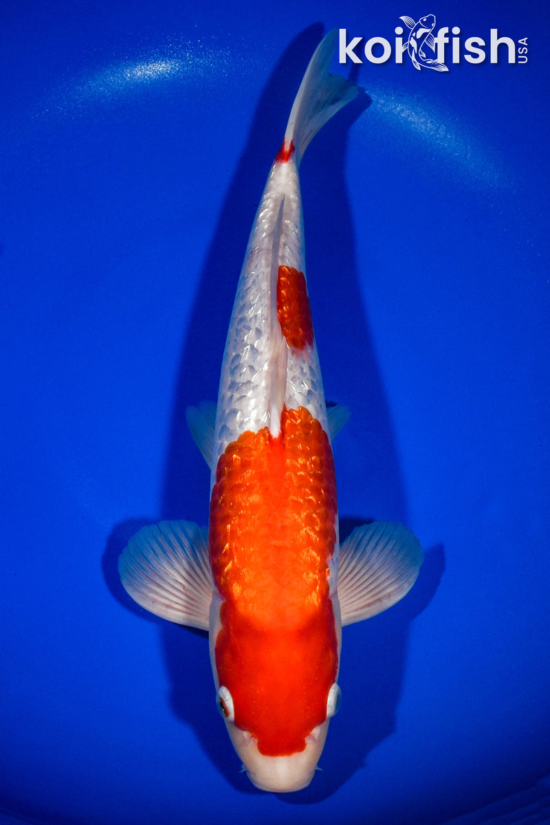 14" GINRIN KOHAKU