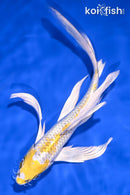 7.75" LEMON HARIWAKE BUTTERFLY