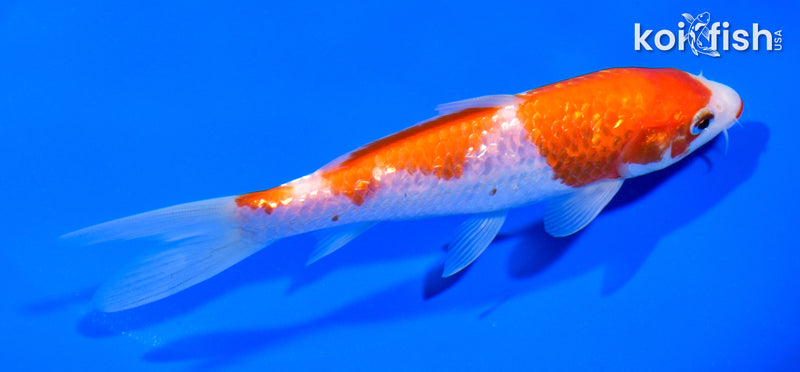 6" GINRIN SANDAN KOHAKU