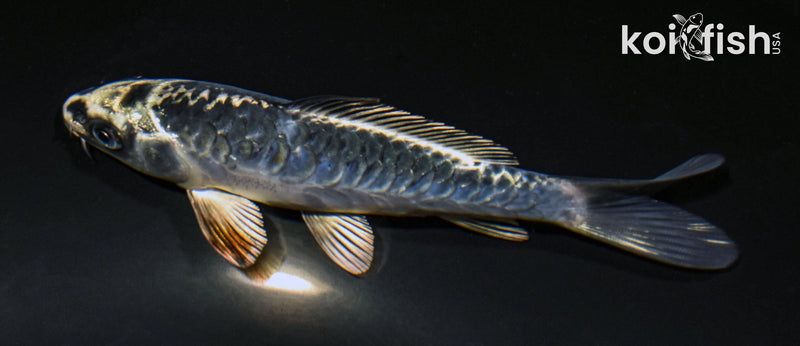 5.5" ARAGOKE KIKOKURYU