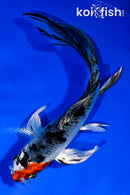 5.5" YAMATO NISHIKI BUTTERFLY