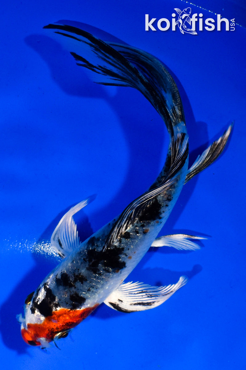 5.5" YAMATO NISHIKI BUTTERFLY