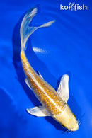 5.5" GINRIN YAMABUKI OGON BUTTERFLY