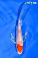 5.5" HARIWAKE BUTTERFLY