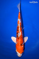 12" HEISEI NISHIKI