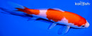 6.25" KOHAKU