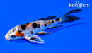5" YAMATO NISHIKI BUTTERFLY