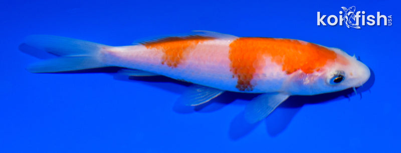 4.5" KOHAKU