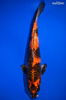 12" KIN HI SHOWA