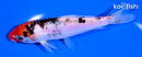 5.75" DOITSU GOSHIKI