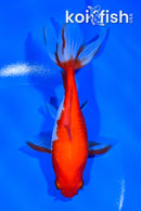 5.75" WATONAI GOLDFISH