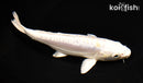6.75" DOITSU LEMON HARIWAKE