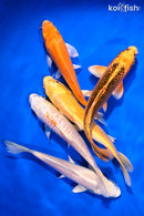 PACK OF (5) 5.25-5.75"  STANDARD KOI
