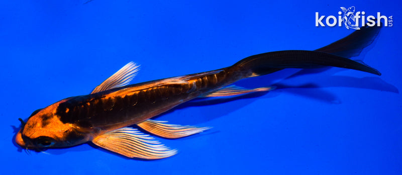 5.5" BENI KIKOKURYU BUTTERFLY