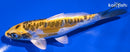 5.5" KIN KIKOKURYU