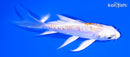 4.75" DOITSU LEMON HARIWAKE BUTTERFLY
