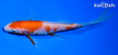 6" KOHAKU BUTTERFLY