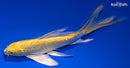 8" YAMABUKI OGON BUTTERFLY