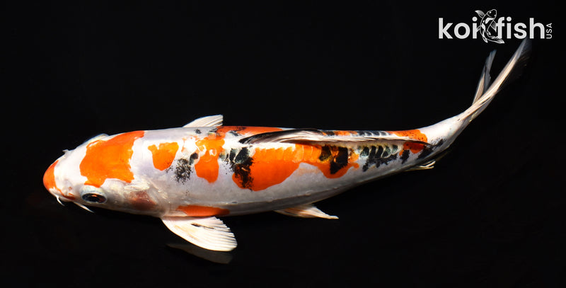 9" HEISEI NISHIKI