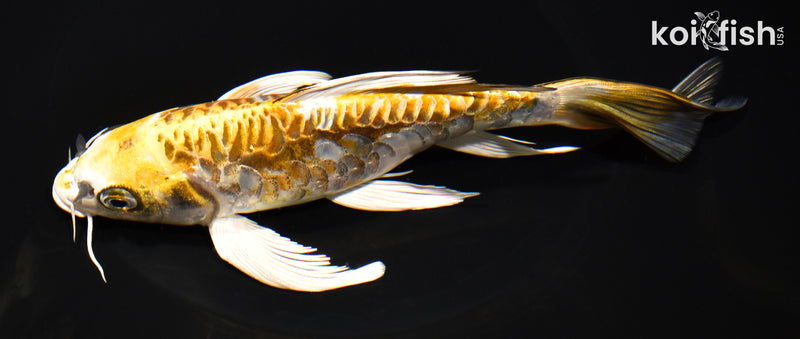 7.5" ARAGOKE KIN KIKOKURYU BUTTERFLY