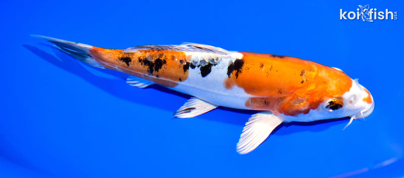 7.75" HEISEI NISHIKI