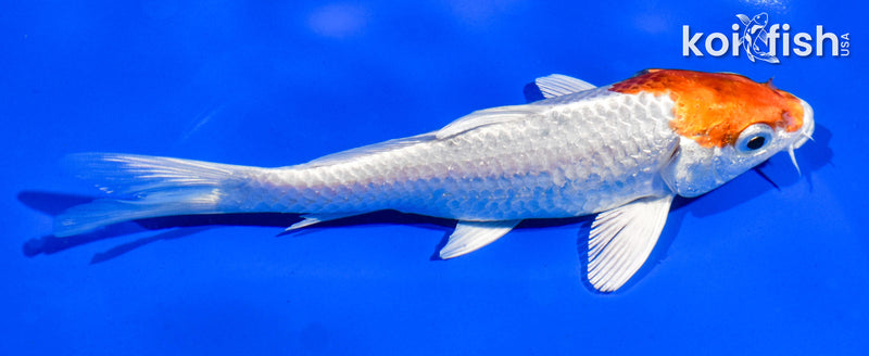 6" HARIWAKE