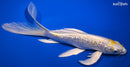 9.25" GINRIN LEMON HARIWAKE BUTTERFLY