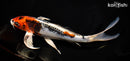 9.75" BENI KIKOKURYU BUTTERFLY