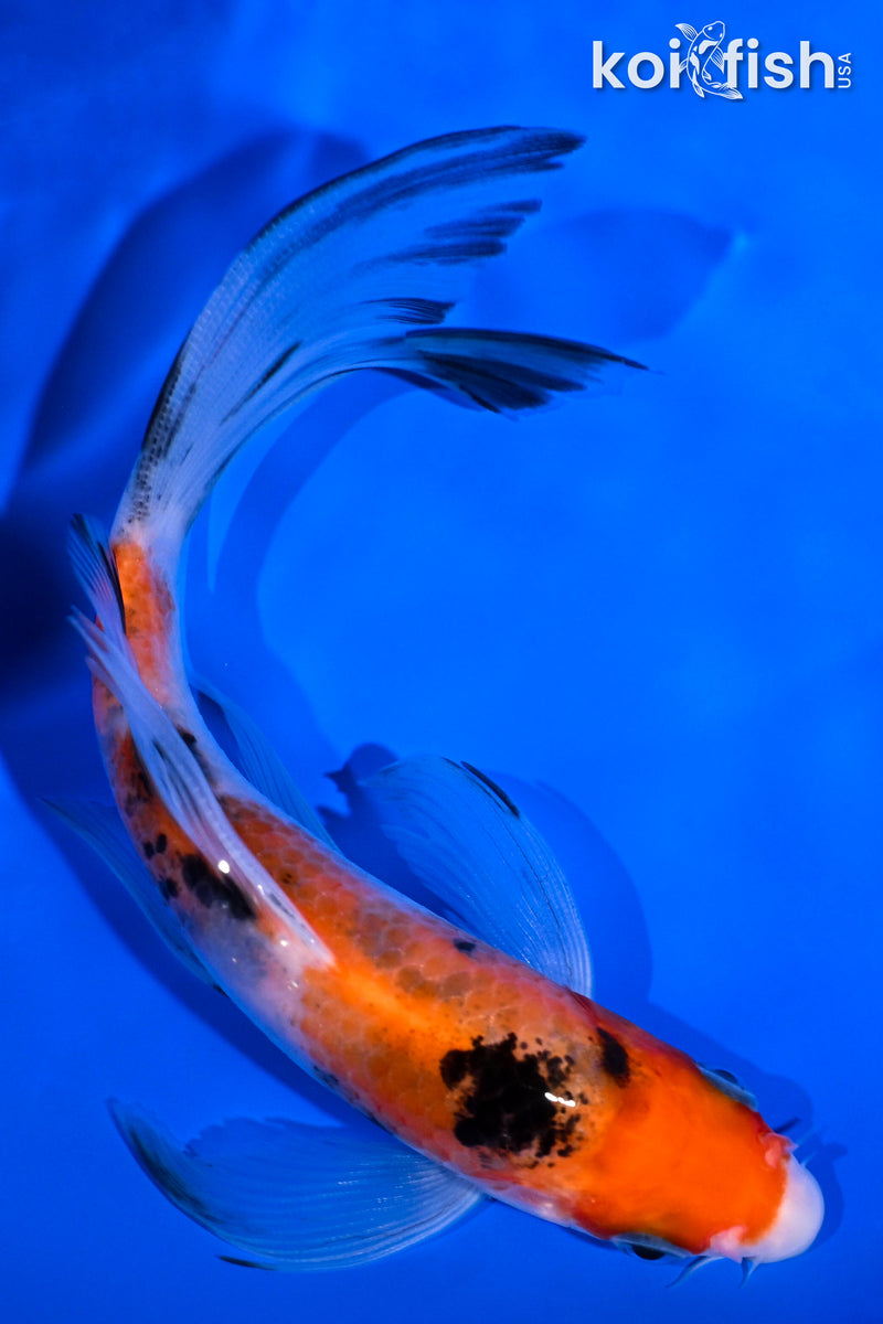 6" SANKE BUTTERFLY