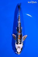 5.5" ARAGOKE BENI KIKOKURYU