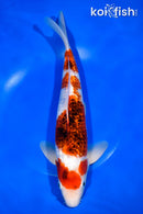 11.75" GINRIN AI GOROMO