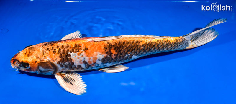 16.25" KIN HI SHOWA