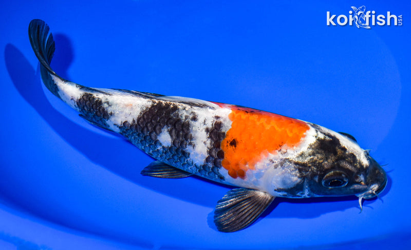 8.25" KIN SHOWA