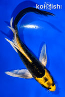 6" ARAGOKE KIN KIKOKURYU BUTTERFLY