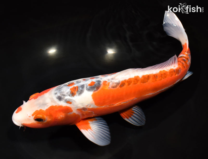 12.5" HI SHUSUI