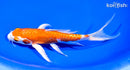 7.25" KIKUSUI BUTTERFLY