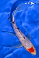 8" TANCHO SANKE BUTTERFLY