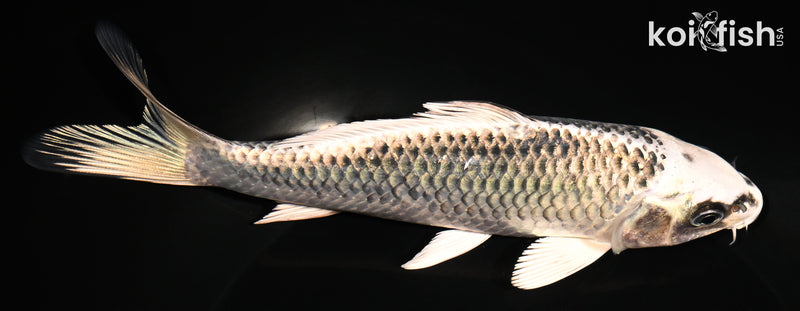 6.5" GIN MATSUBA