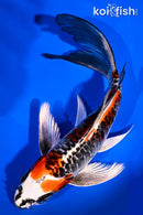 7.75" ARAGOKE BENI KIKOKURYU BUTTERFLY