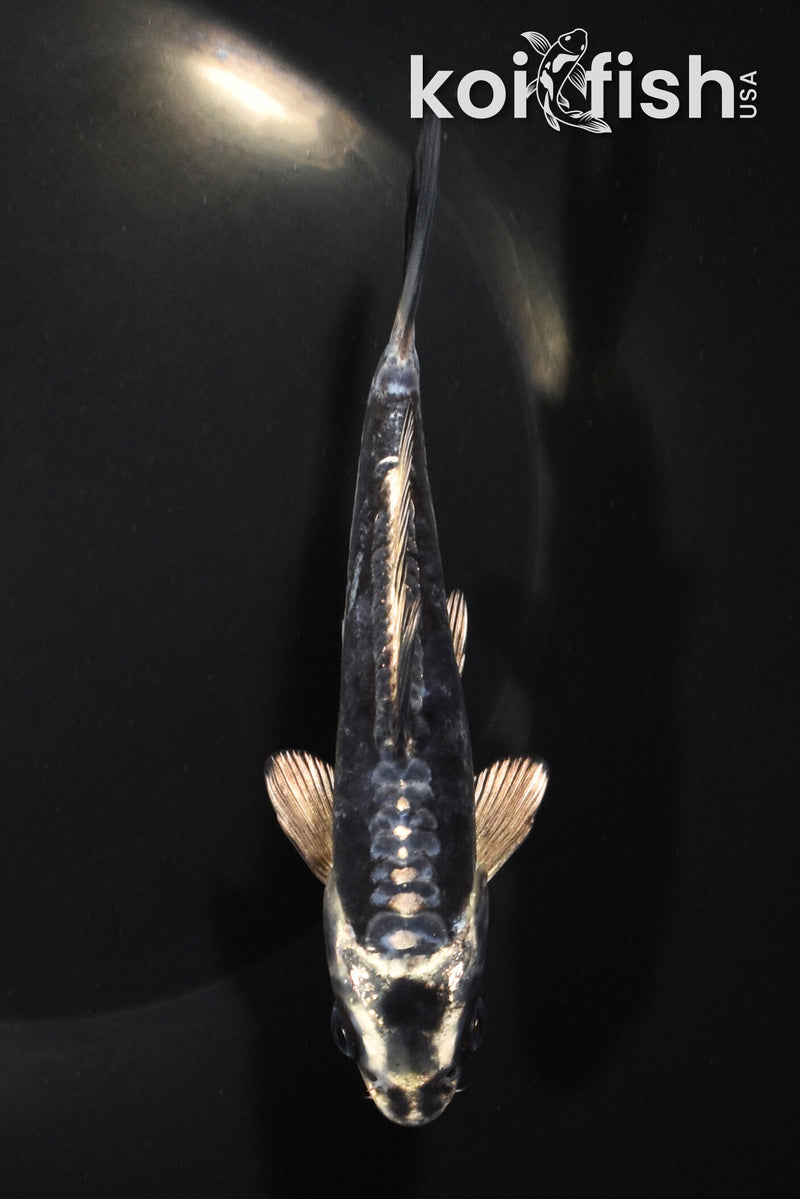 5.25" KIKOKURYU