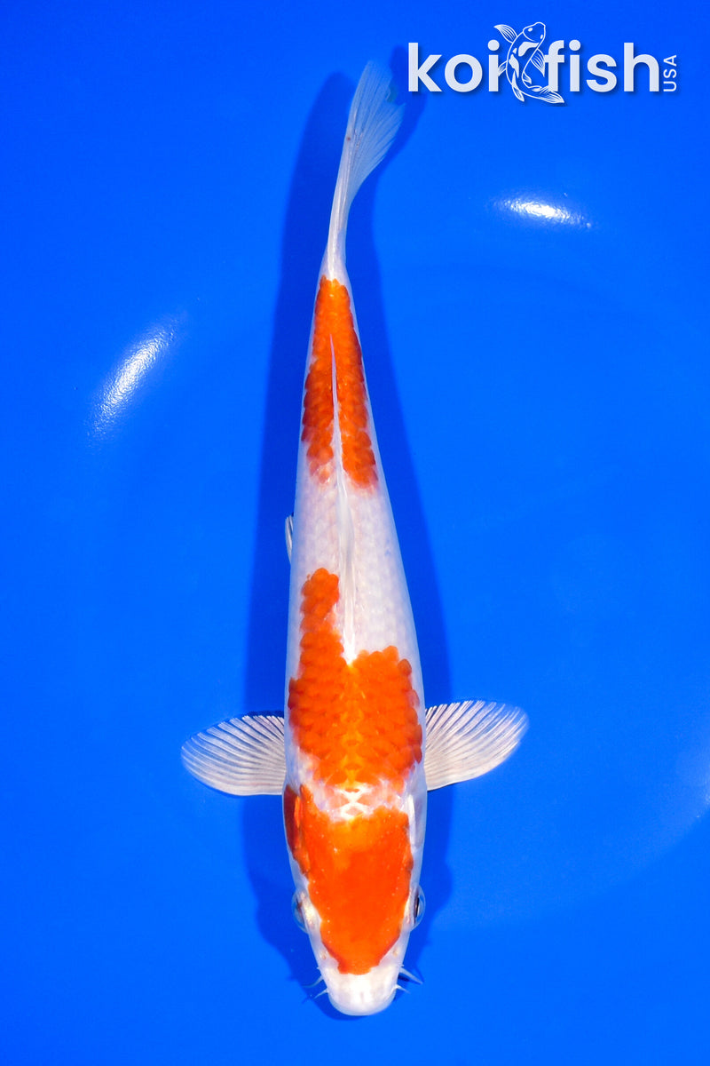 8.5" HARIWAKE
