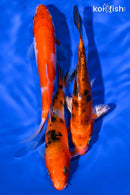 PACK OF (3) 5-6" STANDARD KOI