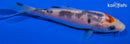 4.25" TANCHO SANKE