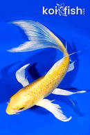 7.75" GINRIN YAMABUKI OGON BUTTERFLY