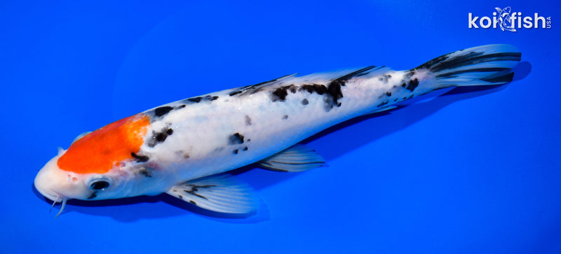 10.5" SANKE