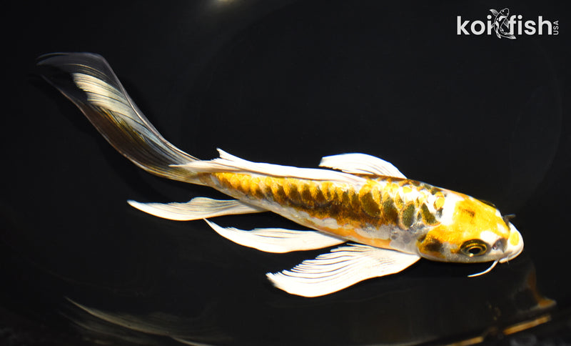 8.25" ARAGOKE KIN KIKOKURYU BUTTERFLY